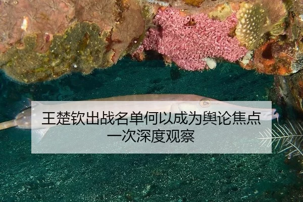 王楚钦出战名单何以成为舆论焦点 一次深度观察